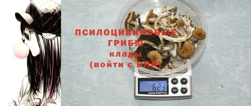 Галлюциногенные грибы Magic Shrooms Покровск